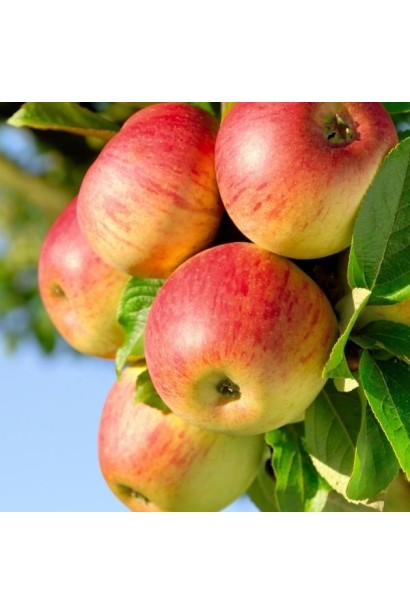 Malus domestica Honey Crisp